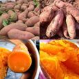 100 pcs Graines de patate douce violette, forte capacité de survie et légumes de jardin faciles à cultiver-1