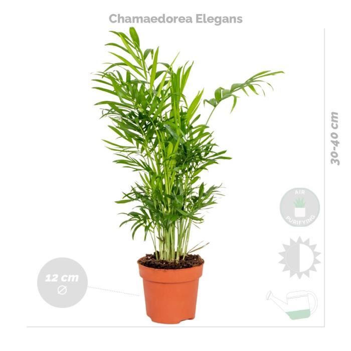 exotenherz - Plante d'intérieur facile d'entretien Pot de 12 cm