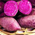 100 pcs Graines de patate douce violette, forte capacité de survie et légumes de jardin faciles à cultiver-3