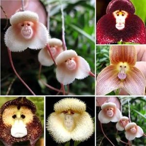 GRAINE - SEMENCE Une précieuse graine florale Monkey Faith Orchidée
