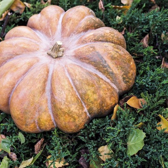 15 Graines De Courge Musquée De Provence – Variété Ancienne, Reproductibles, Permaculture - 2