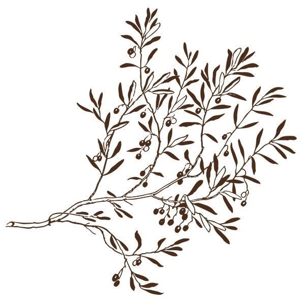 Sticker Branche D Olivier Olive 50x50 Cm Marron Arb009 Cdiscount Maison