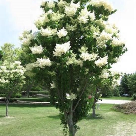 Blanc Japonais Lilas Arbre Graine Bonsaï Fleur Jardin 50 pcs - Cdiscount  Jardin