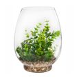 Atmosphera - Plante terrarium en vase H25 D, 19 x H, 25 cm MODELE C-0
