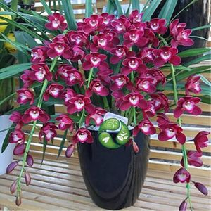 les graines de Cymbidiums africaines 50pcs / lot rare orchidée Cymbidium graines de fleurs de bonsaïs plantes pour le jardin à la maison 1 
