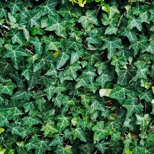 PLANTE POUSSÉE Lierre commun Hedera Helix à feuilles persistantes Plante grimpante Intérieur-Extérieur dans pot 9 cm