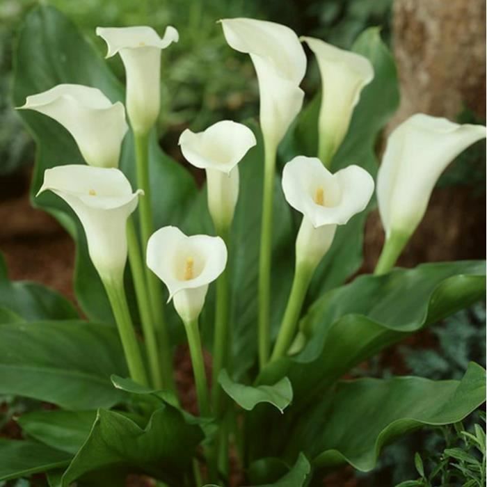 10PCS Élégante fleur noble, plantes à donner décoration de jardin, Graines de fleurs de jardin vivaces