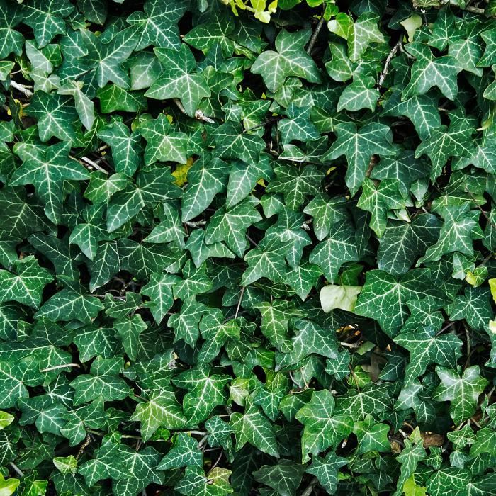 Lierre commun Hedera Helix à feuilles persistantes Plante grimpante Intérieur-Extérieur dans pot 9 cm