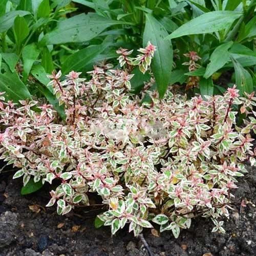 Abelia Plant Care And Culture Travaldo S Blog
