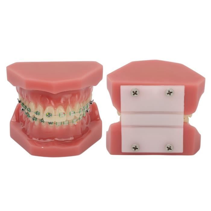Typodont Dentaire – Modèle D'orthodontie Avec Dents En Cire, Pour Entraînement – HANZE