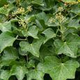 Lierre commun Hedera Helix à feuilles persistantes Plante grimpante Intérieur-Extérieur dans pot 9 cm-1