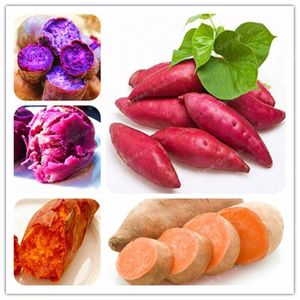 Nouveau 100pcs GRAINES SEULEMENT sac de patate douce flores l/égumes frais fruit et fournitures de jardin potager bonsa/ï pour jardin maison rouge