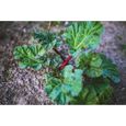 Lot de 200 Graines de Poirée Rhubarb Chard - feuilles comestibles délicieuses - Très décorative, savoureuse - bon rendement-2