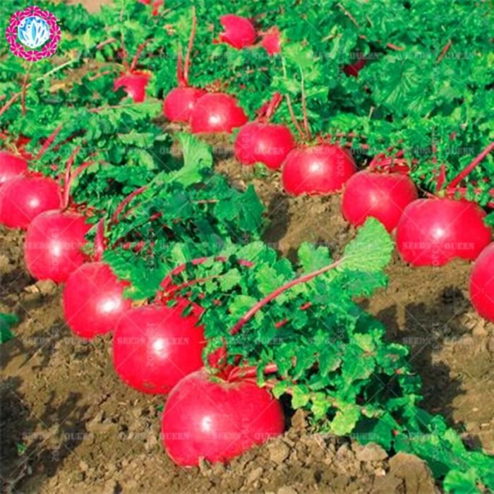 Radis Rouge Plantation Bonsai 200 Pieces Radis Rouge Organique Plantes Comestibles