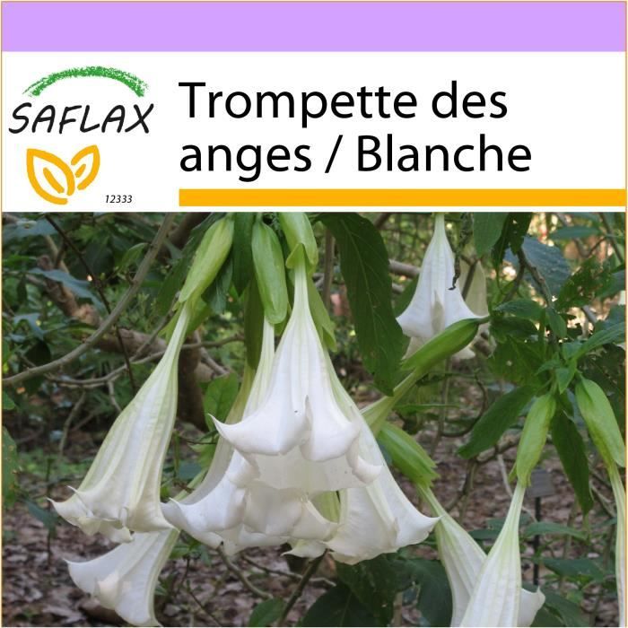 SAFLAX - Trompette des anges - Blanche - 10 graines - Brugmansia suaveolens  - Achat / Vente trompette Trompette des anges -