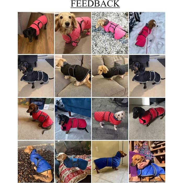 Manteau pour chien teckel best sale