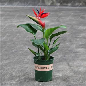 Réel Oiseau De Paradis Fleur Graines Strelitzia Reginae