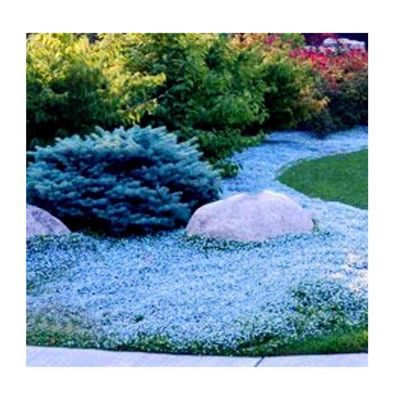 10000pcs Sachet Thym Serpolet Blanc, Graines De Thym De