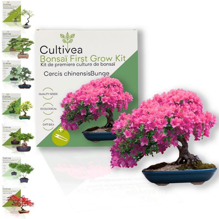 Comparer les prix de CULTIVEA® Kit First Bonsai Cercis Chinensis – Prêt à Pousser avec Graines & Accessoires – Idée Cadeau Jardinage - Made In France