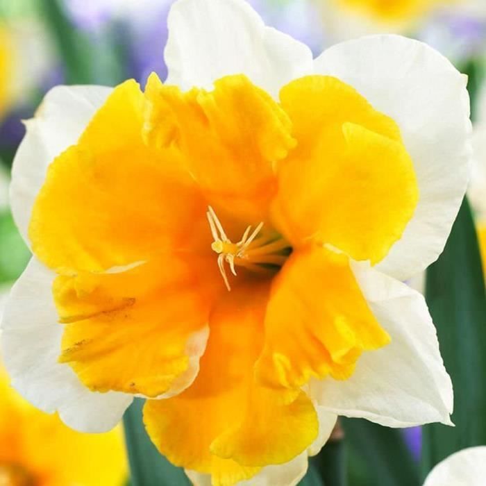 5x Bulbe Jonquille Bulbes Fleurs printemps Bulbe Narcisse Fleurs à bulbe  Jonquille à planter Orangery[664] - Cdiscount Jardin