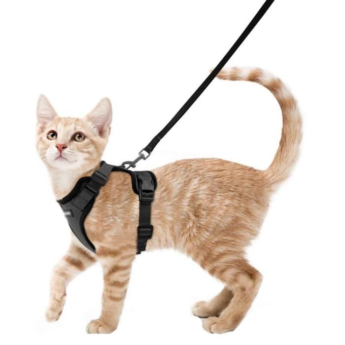 Meilleurs prix pour Laisse et Harnais - JORMFTTE - Noir - Réglable - Pour Petit Chat - Nylon Robuste