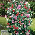 Camélia Tricolore - EU - Camellia japonica - Fleurs Vivaces - Hiver - Mi-ombre-0