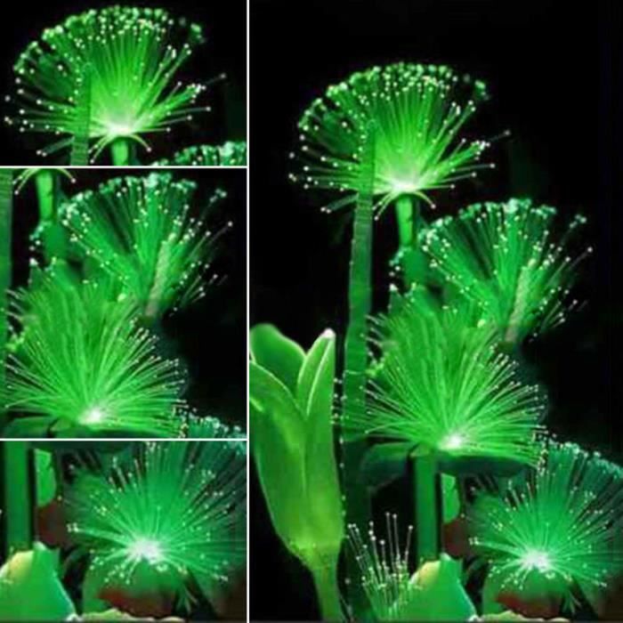 Rare 100 Pcs Émeraude Fluorescent Fleur Graines Night Light Emitting Plantes Jardin