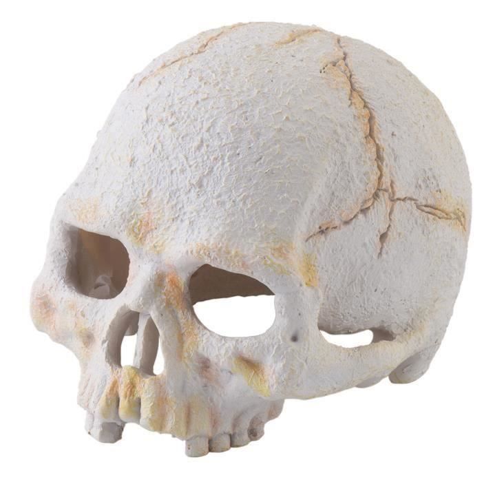 EXO TERRA Décoration crâne de primate - Pour terrarium