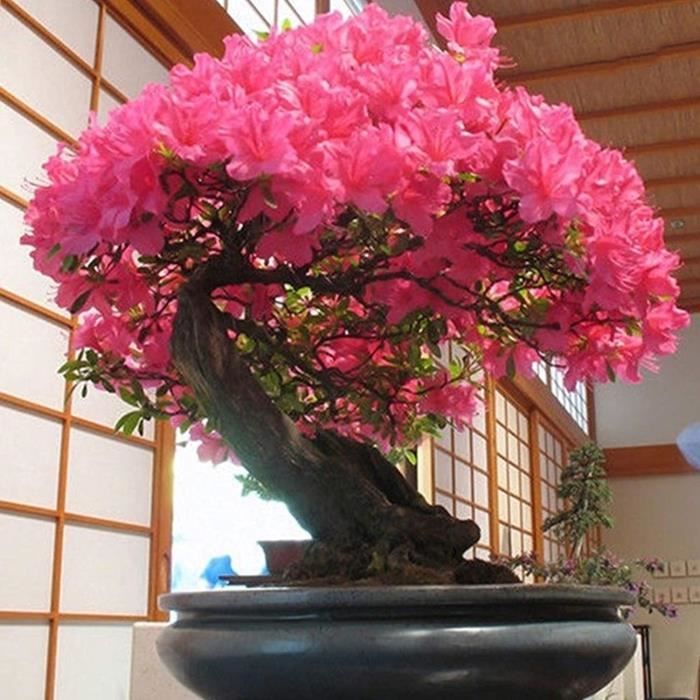 Graines Cerisier Du Japon (Prunus Serrulata) - 30 Graines Pour Bonsaï Ou Jardin, Avec Instructions Détaillées