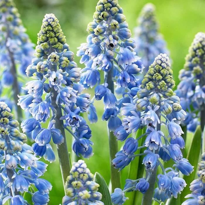 fleurs de printemps bleues