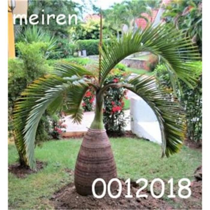 Version 12 Pieces Sac Bouteille Palmier Flores Plantes Exotiques