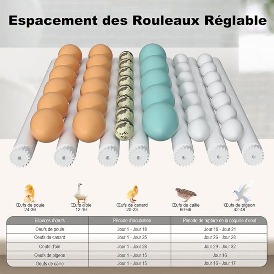 Couveuse Automatique 36 Œufs | Retournement Auto + Humidification - Pour Poules, Cailles, Canards