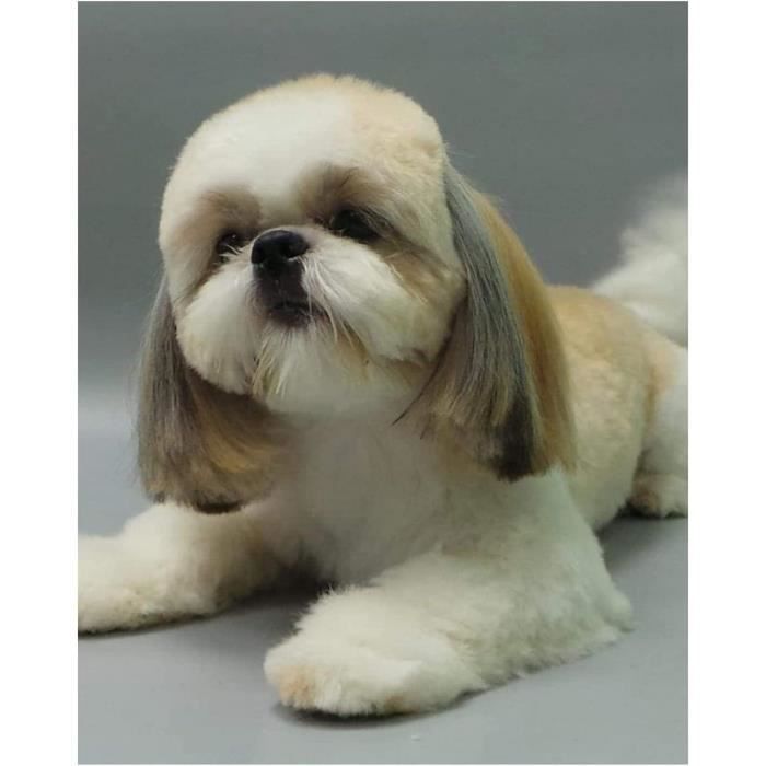 Kit Point De Croix Complet - Motif Shih Tzu 50x70 Cm Sur Toile 11CT - Pour Débutants