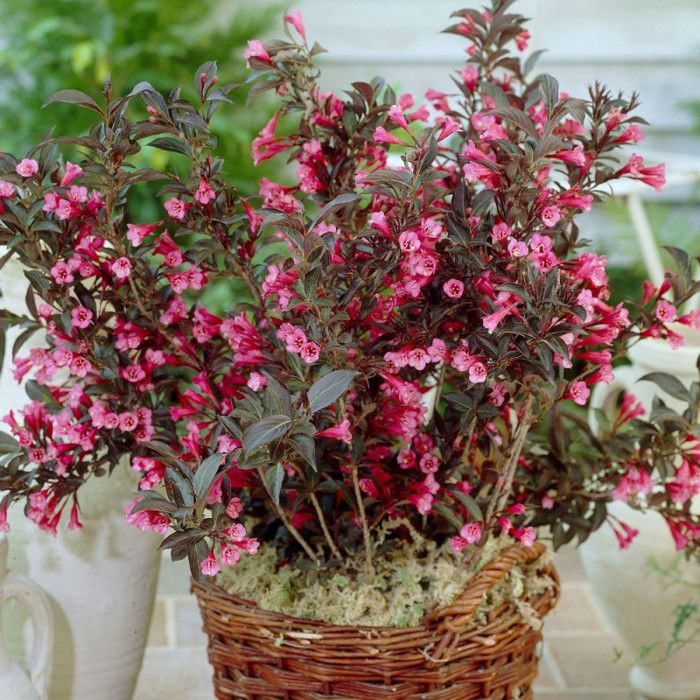 Weigela Alexandra®, Weigelia - Cdiscount Jardin