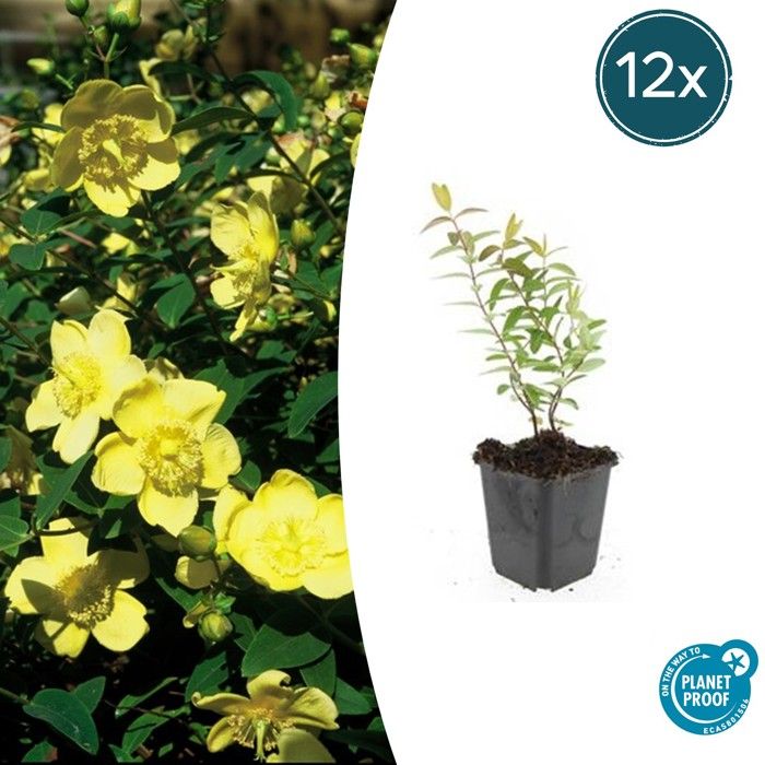Compact Hypericum Hypericum 'Hidcote' - Arbuste compact - Fleurs jaunes - 10-25 cm - Lot ...