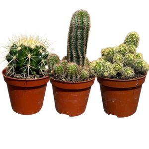 PLANTE POUSSÉE Lot 3 Cactus en pot de 8 cm (D)