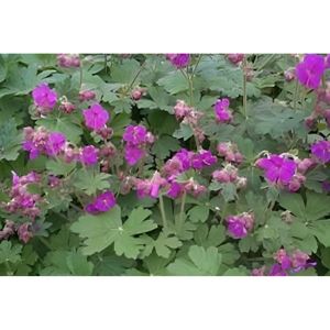PLANTE POUSSÉE Plante fleurie - Géranium macr. 'Bevan's Variety' - Bec de grue en pot de 9 x 9 cm