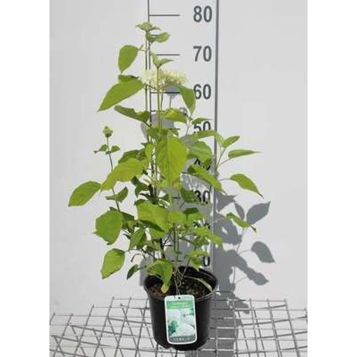 Hydrangée Ou Hortensia - Fred Lamontagne Inc