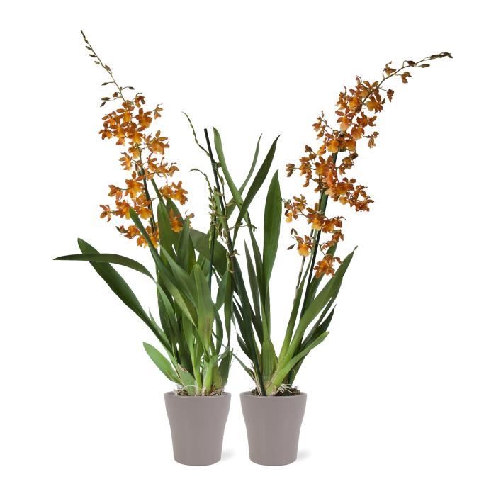 Grand Cache Pot Pour Plusieurs Orchidées Orchidees De Botanicly 2 Orchidee Orange En Pot De Fleur Brun