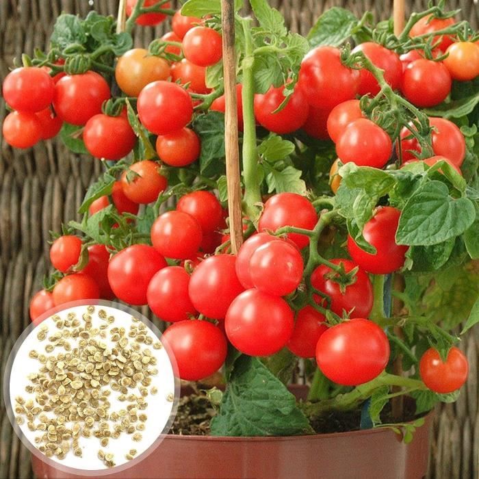 Graines De Tomates, 30Pcs - Sac Graines De Tomates Nutritif Rouge