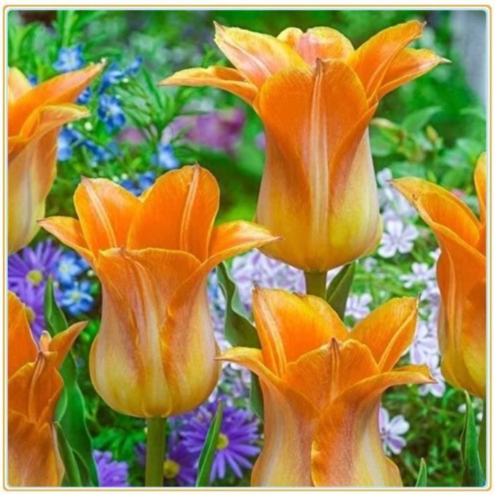 Bulbes de tulipes - fleurs de tulipes orange gracieuses - fleurs en fleurs  d'été - Motifs de fleurs rares5Bulbes 486 - Cdiscount Jardin