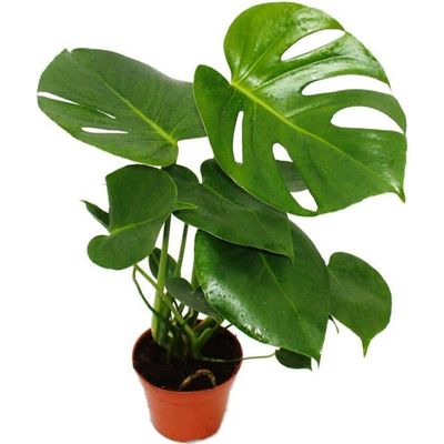 Mini-plante - croton - codiaeum - arbuste merveilleux - idéal pour les  petits bols et verres - petite plante en pot de 5,5 cm
