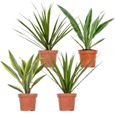 4x Dracaena Plantes d'intérieur Melange -Wahnecki-Marginata-Lemon-Bicolor - Purificateur d'air – D12 cm - H25-35-0