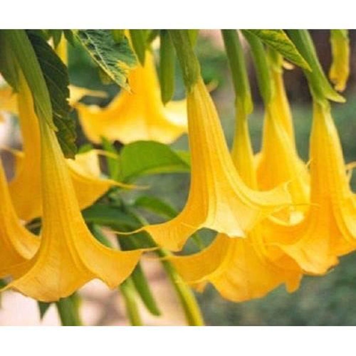 10 jaune ange trompette graines brugmansia datura fleur odorante petit jardin cdiscount jardin