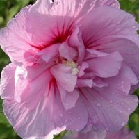  Hibiscus syriacus Lavender Chiffon® 'Notwoodone'-Pot de 10L - 60/80 cm-BELLEVUE DISTRIBUTION