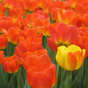 Sac Graines De Tulipe Dautomne Vibrantes Jardin Graines De Plantes à Fleurs à Croissance Rapide Graine de tulipe 300pcs 