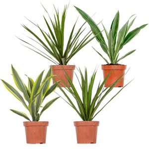 PLANTE POUSSÉE 4x Dracaena Plantes d'intérieur Melange -Wahnecki-Marginata-Lemon-Bicolor - Purificateur d'air – D12 cm - H25-35