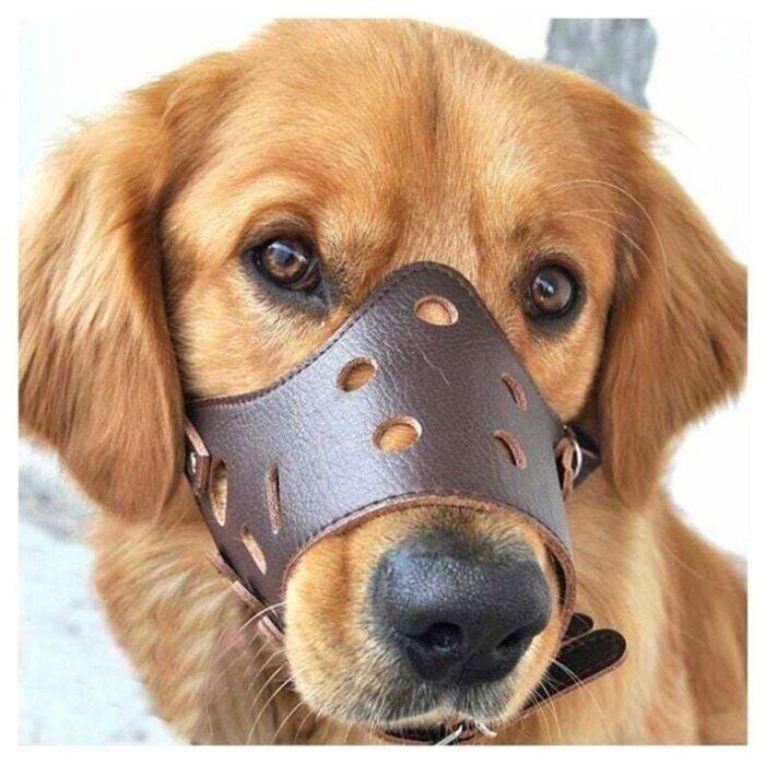 Chien en Cuir Muselière Anti aboiement pour Les Grands Chiens de Petite Taille Moyenne L