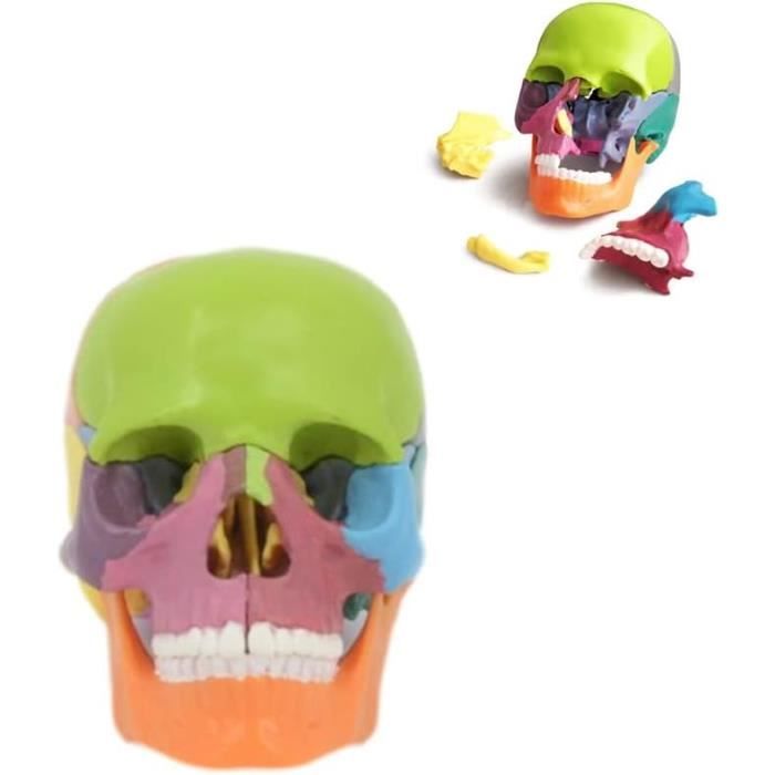 Dioche Modèle de crâne de dinosaure Resin Dinosaur Skull Model