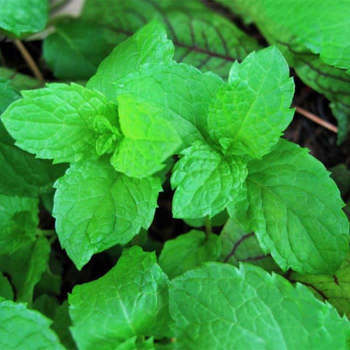 Menthe Verte Mentha Spicata - Les Arômes Du Grès